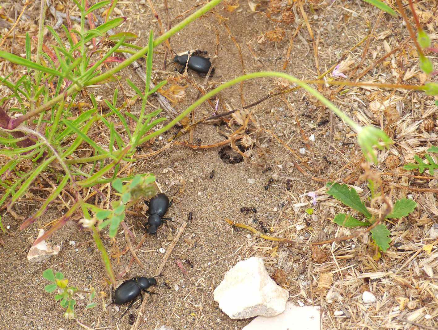 Tenebrionidae che rubano alle formiche